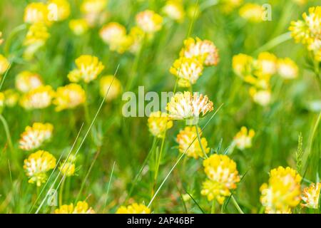 Blumen aus gelbem Kleeblatt (Trifolium repens) im Feld Stockfoto