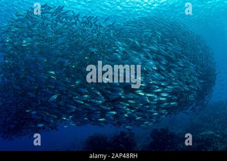 Shoal of Fish Makrele Scad (Decapterus macarellus), Playa Grandi, Curacao, Karibik Stockfoto