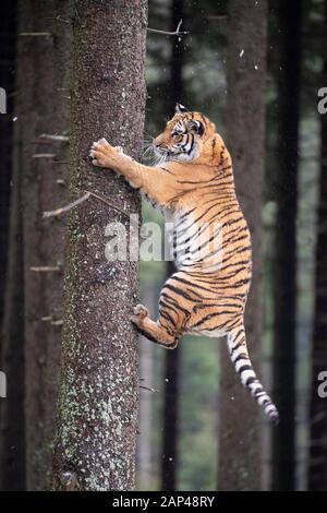 Sibirischer Tiger (Panthera tigris altaica) Kletterbaum Stamm, gefangen, Tschechien Stockfoto