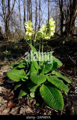 Echte Oxlippe (Primula elatior) im Frühjahr, Schleswig-Holstein, Deutschland Stockfoto