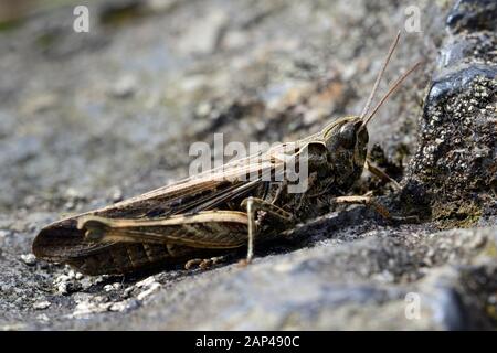 Schleifengeflügelte Grashüpfer (Chorthippus biguttulus), Schleswig-Holstein, Deutschland Stockfoto