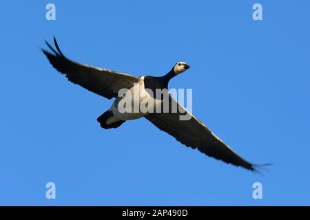 Nonnengans (Branta leucopsis) im Flug, Lauwersmeer, Niederlande Stockfoto