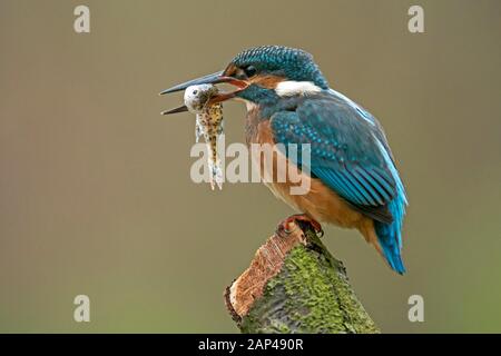 Gemeinsamer Eisvogel (Alcedo atthis), der auf einem Zweig mit gefangenem Fisch in seinem Schnabel sitzt, Deutschland Stockfoto