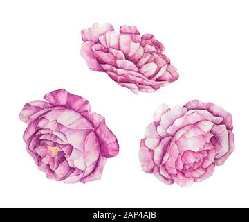 Wasserfarben-Blumen-Set. Hochzeitseinladung Ponys. Rosafarbene Blumen. Weißer Hintergrund. Stockfoto