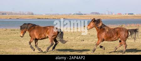 Pferde in Flussnähe, Wiese auf Polder in Holland. Natur Park. Stockfoto