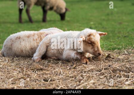 Nahaufnahme eines niedlichen kleinen weißen und braunen Lammes, das auf einer grünen Wiese sitzt und etwas Strohhalm isst. Freihaltung, Tierschutzkonzept Stockfoto