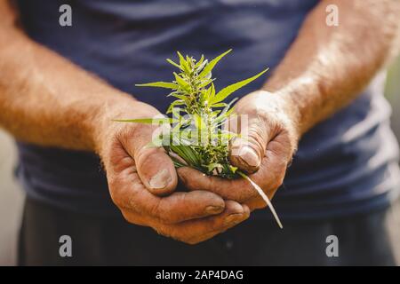 Die Hände der Landwirte halten Cannabispflanzen fest. Konzept Farm Marihuana Plantage Stockfoto