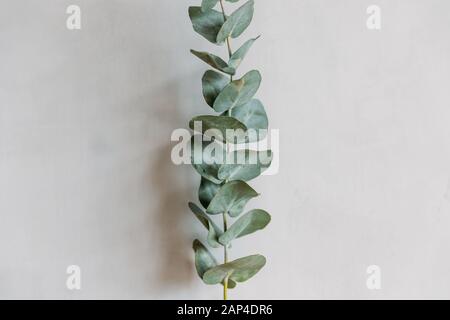 Minimalismus-Foto, würdevolle Blattblume an grauer Hintergrundwand. Schönheits- und Hautpflegekonzept Stockfoto