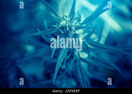 Bush Marihuana Cannabis auf blauem, verschwommenem Hintergrund Stockfoto