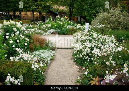 Giverny Village Normandie Frankreich. Malerisches Dorf in der Normandie Heimat des Claude Monet House Weiße Blumen im Dorf Stockfoto