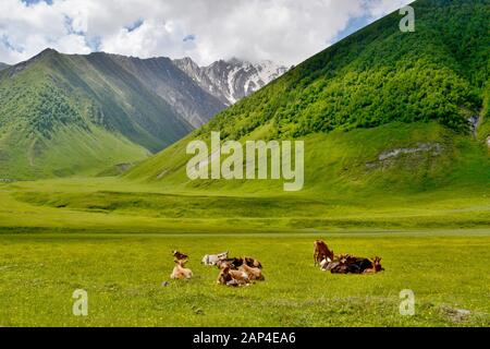 Schöne Landschaft, Kühe ruhen auf der Wiese hoch in den Bergen. Truso Valley, Georgia. Stockfoto