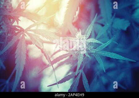 Bush Marihuana Cannabis auf blauem, verschwommenem Hintergrund Stockfoto