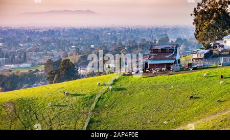 Bauernhof auf dem grünen Hügel von Osten San Francisco Bay Area; Schafe und Ziegen auf der grünen Weide sichtbar; Wohngebiete sichtbar im Hinterg Stockfoto