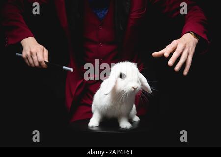 Magier zaubert Zauberstab über weißem Kaninchen auf schwarzem Hintergrund Stockfoto