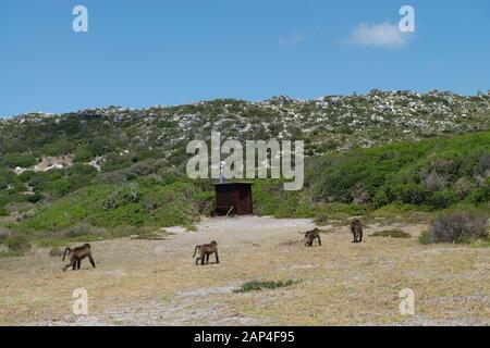 Der Cape Point National Park, umfasst das Kap der Guten Hoffnung und die Aussichten und historischen Lichthäuser sowie die Paviane Going!!!!Most South West Point in Afrika. Stockfoto