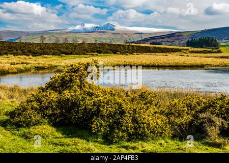 Blick über e der Teiche auf Mynydd Illtyd Common zu Pen y Fan und Corn Du im Brecon Beacons National Park South Wales im April Stockfoto