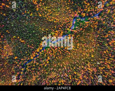 Der Fluss fließt durch den Herbstwald mit gelben und roten Bäumen, Luftbild Stockfoto