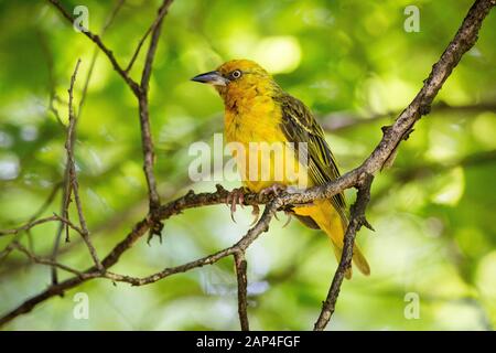 In der Nähe des Cape Weaver (Ploceus capensis Sitzen auf einem Ast mit langen Krallen und einen durchdringenden Blick), Südafrika Stockfoto