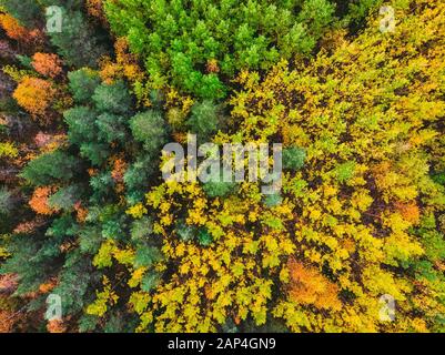 Luftbild schöner Herbstwald mit gelben und roten Bäumen Stockfoto