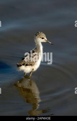 Black-Winged Stelzenläufer Himantopus himantopus, Küken, das Waten im seichten Wasser des Etang de Vaccarès See Camargue Provence Frankreich Stockfoto