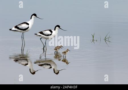 Paar oder Paar Pied Säbelschnäbler, Recurvirostra avosetta, & Küken Waten in Etang de Vaccarès See Camargue Provence Frankreich Stockfoto