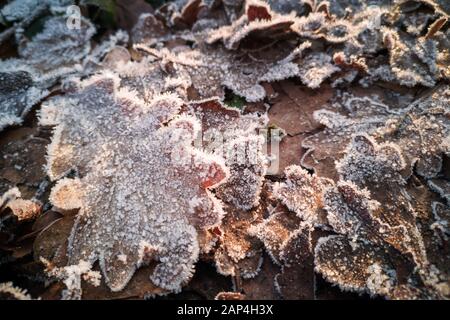 Nahaufnahme von Frost auf Eiche Blätter auf dem Boden in einem Wald winterin Stockfoto