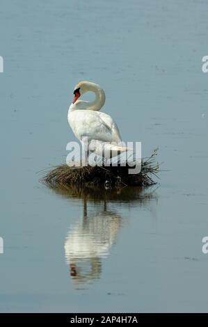 Höckerschwan Cygnus olor, auf Nest in Etang de Vaccarès See Camargue Feuchtgebiete & Nature Reserve Provence Frankreich Stockfoto