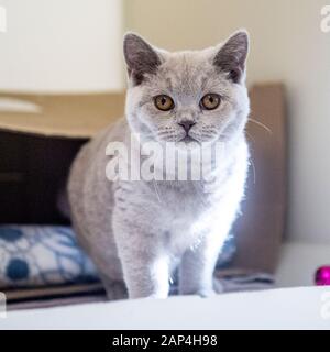 Britisch Kurzhaarkatze Stockfoto