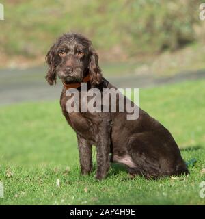 Labradoodle Stockfoto