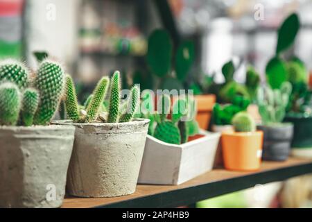 Markt der Blumen, Mini-Kaktus in Töpfen Regale verkauft Stockfoto