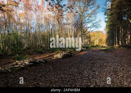 Stapel der Protokolle im Rahmen der Waldbewirtschaftung und die Eröffnung neuer Wege in Thorndon Park in Brentwood, Essex, an. Stockfoto