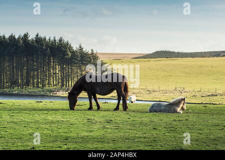 Ein bodmin Pony Beweidung mit ihr müde Fohlen Bodmin Moor in Cornwall. Stockfoto