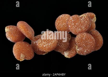 Nicandra physisalodes, Shoo-fly Plant, Giffbeere, Nahaufnahme, Samen, 1,5-2,0 mm lang Stockfoto