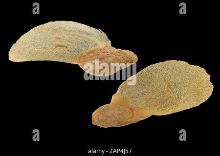 Tsuga canadensis, Osthässchen, Kanadische Hemlocktanne, Nahaufnahme, Samen, 8-10 mm lang Stockfoto