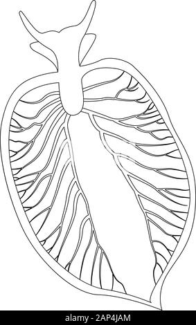 Elysia chlorotica. Östliche Smaragdelysia. Grüne Meeresschnecke, Meeresschnecke. Vektorgrafik Stock Vektor