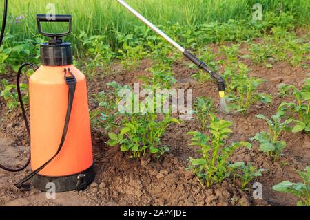 Gärtner ist Schutz der Kartoffel Pflanzen aus pilzlichen Krankheiten oder Schädlinge mit der Spritze auf den Garten ausgestattet. Stockfoto