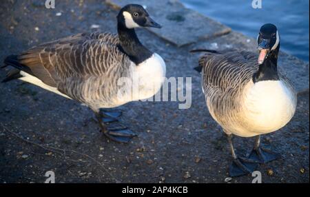 Zwei Gänse aus Kanada im Kelsey Park, Beckenham, Greater London. Kanada Gänse stehend, eine mit offener Rechnung. Canada Gans (Branta canadensis), Großbritannien. Stockfoto