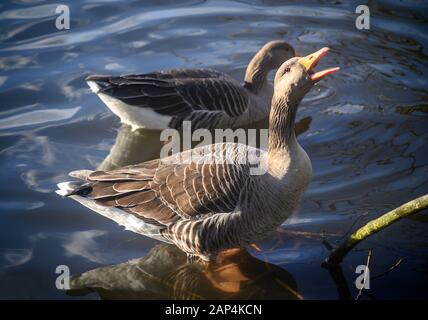 Zwei Graugänse im Kelsey Park, Beckenham, Greater London. Eine Graugans steht und ein Schwimmen. Graylag Gans (Anser Anser), Großbritannien. Stockfoto