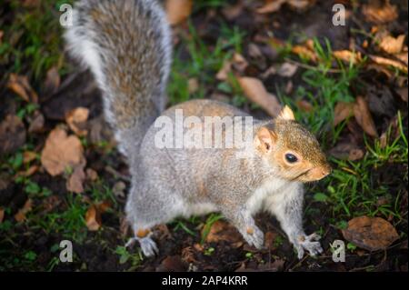 Grauhörnchen im Kelsey Park, Beckenham, Greater London. Ein Gleithörnchen, das mit Blättern auf dem Boden läuft. Grauhörnchen (Sciurus carolinensis), Großbritannien. Stockfoto