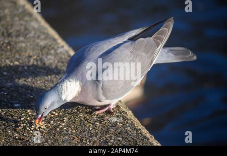 Rocktaube oder gewöhnliche Taube oder Feraltaube im Kelsey Park, Beckenham, Greater London, Großbritannien. Steintaube oder gewöhnliche Taube (columbia-livia), die Samen isst. Stockfoto