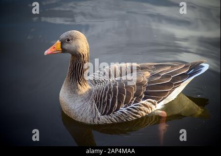 Graylag Gans im Kelsey Park, Beckenham, Greater London. Auf dem See im Park schwimmt eine Graugans. Graylag Gans (Anser Anser), Großbritannien. Stockfoto