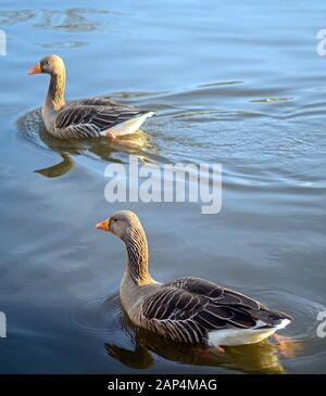 Zwei Graugänse im Kelsey Park, Beckenham, Greater London. Im Park schwimmen Graugänse auf dem See. Graylag Gans (Anser Anser), Großbritannien. Stockfoto