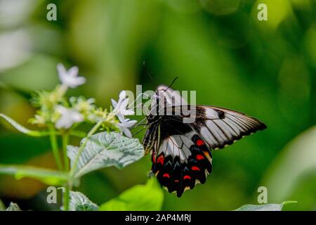 Ein Orchideenschwanz Schwarz-Weiß Rot-Blau-Schmetterling - Papilo Aegeus ruht auf weißen Blumen und grünen Blättern in Garten-Sonne-Schlosstaufe Stockfoto