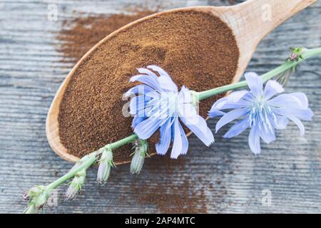 Blaue Zichorienblume und ein Holzlöffel Zichorienpulver auf einem alten Holztisch. Zichorienpulver. Das Konzept des gesunden Diät-Getränks. Kaffee-Ersatz. Stockfoto