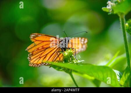 Männlich Monarch Orange Schwarz Weiß Schmetterling, Danaus Plexippus, closeup auf grünen Blättern in Garden Sun closeup Stockfoto