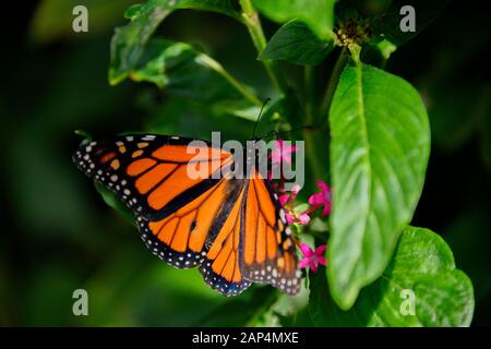Weibliche Monarch Orange Schwarz-Weiß-Schmetterling, Danaus Plexippus, Closeup auf Pink Flowers und Green Leaves in Garden Sun Closeup Stockfoto