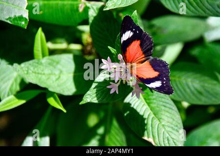 Ein roter, weißweißer Schmetterling in Rot - Cethosia Biblis ruht auf Pink Flowers und grünen Blättern in Garden Sun Closeup Stockfoto