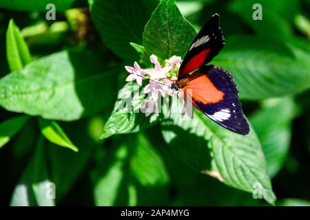 Ein roter, weißweißer Schmetterling in Rot - Cethosia Biblis ruht auf Pink Flowers und grünen Blättern in Garden Sun Closeup Stockfoto