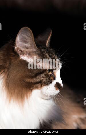 Porträt einer Kurilian Bobtail Katze Stockfoto