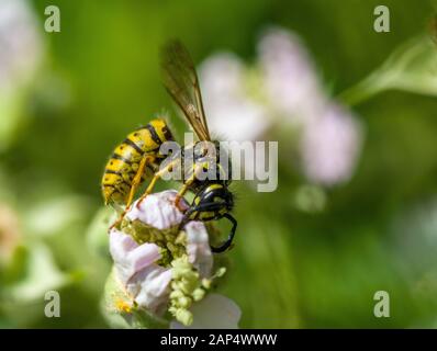 Die Gemeine Wespe, Vespula vulgaris, auf einer rosa Blume im Hochsommer. Sein unverwechselbares Gelb und Schwarz dient als Warnung! Stockfoto